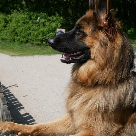아파트호텔 Huize De Duinen 버겐안지