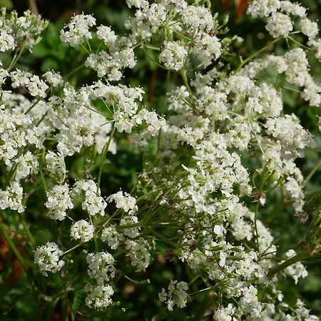 Huize De Duinen アパートホテル