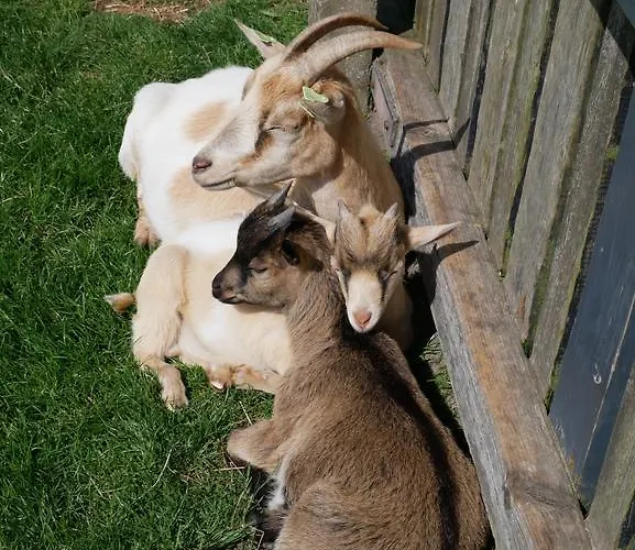 Huize De Duinen Appart hôtel 3*